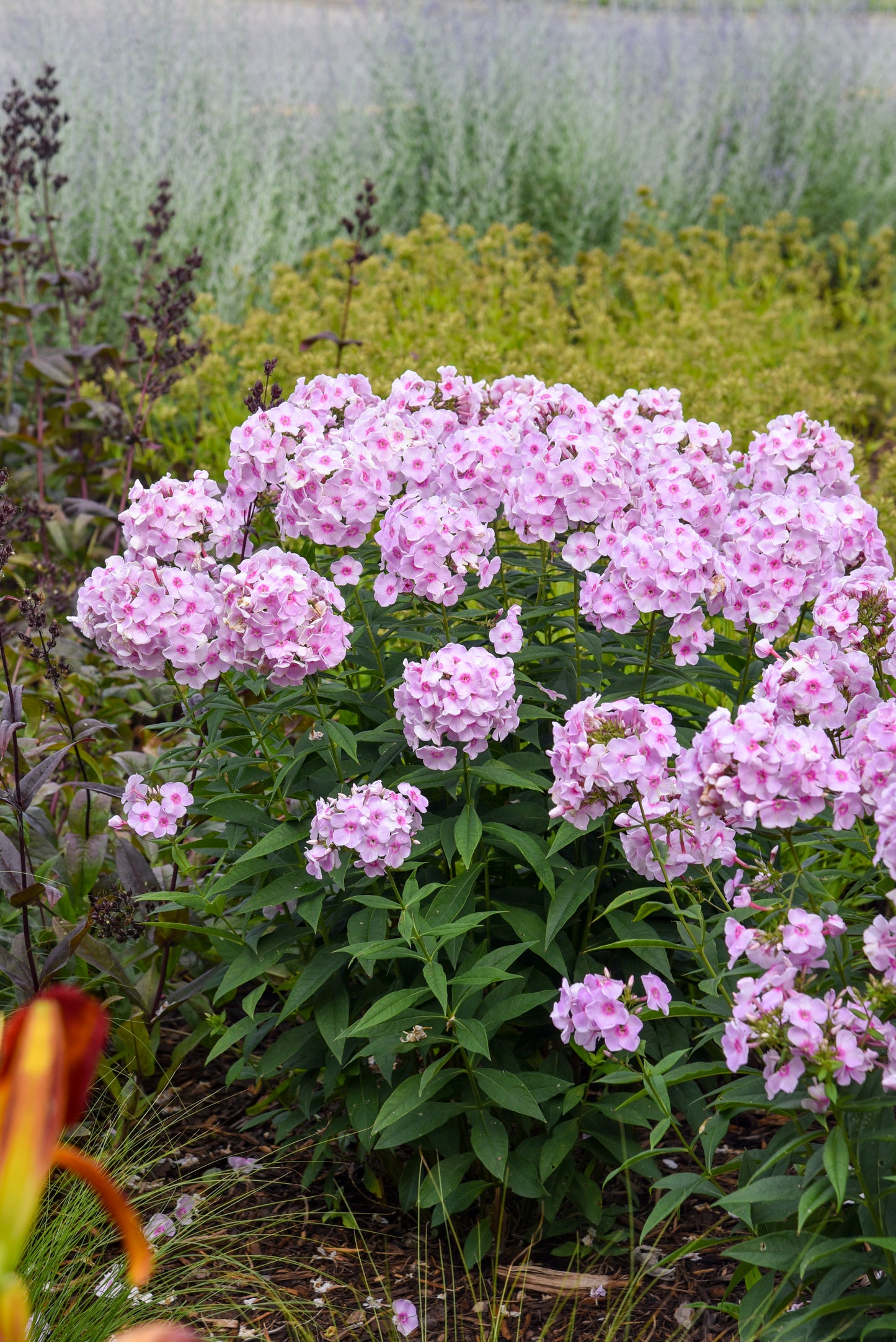 Phlox paniculata 'Luminary Opalecence'