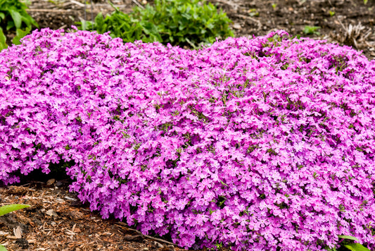 Phlox x subulata 'Rose Quartz'