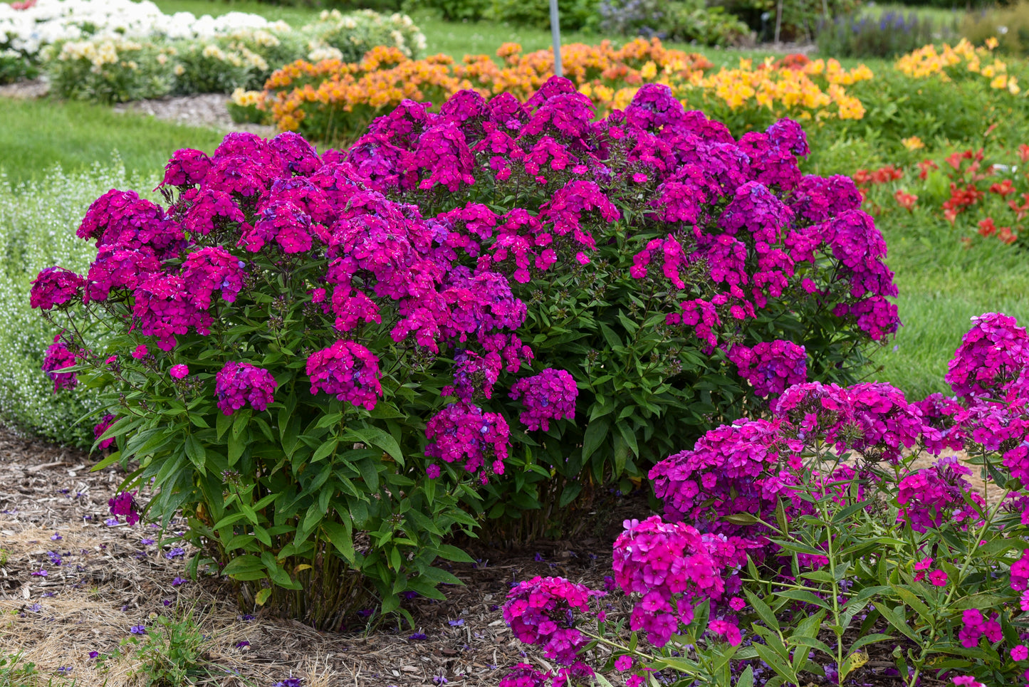 Phlox paniculata 'Luminary Ultraviolet'