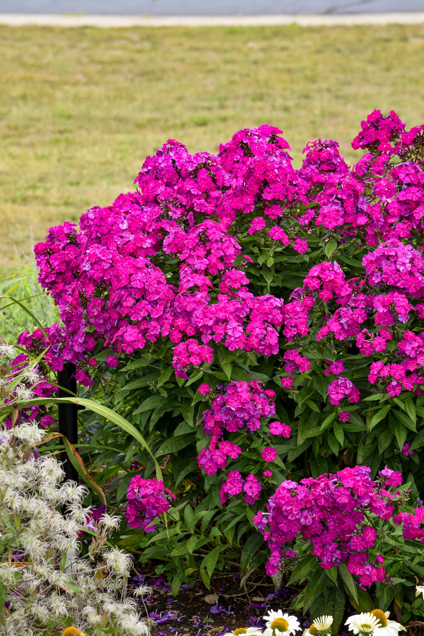 Phlox paniculata 'Luminary Ultraviolet'