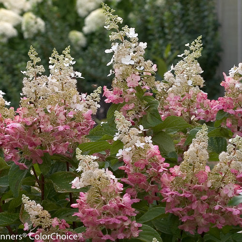 Hydrangea paniculata 'Pinky Winky'