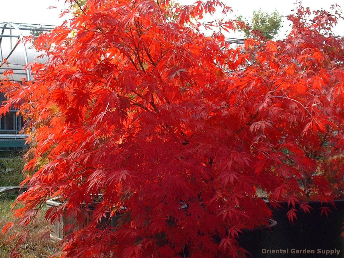 Maple, Japanese Laceleaf Weeping 'Omurayama' (Acer)