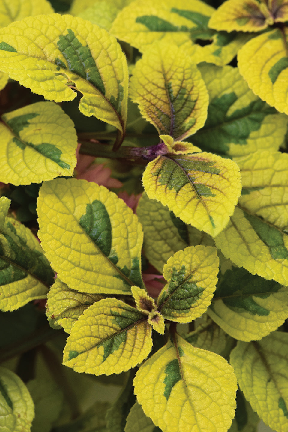 Vine, Iboza (Plectranthus)