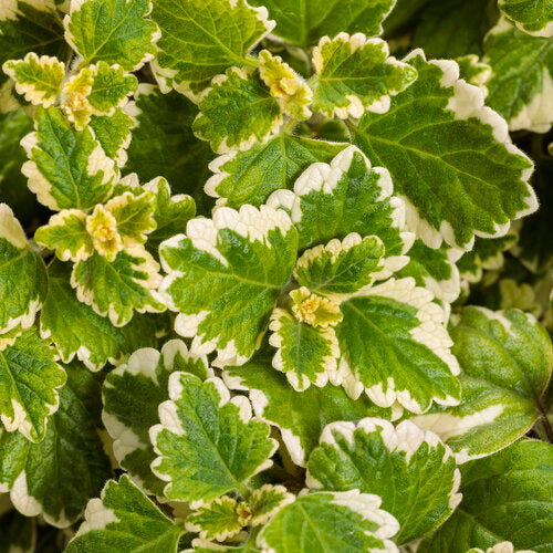 Vine, Iboza 'Variegata' (Plectranthus)