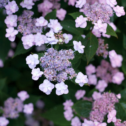 Hydrangea serrata 'Tiny Tuff Stuff'