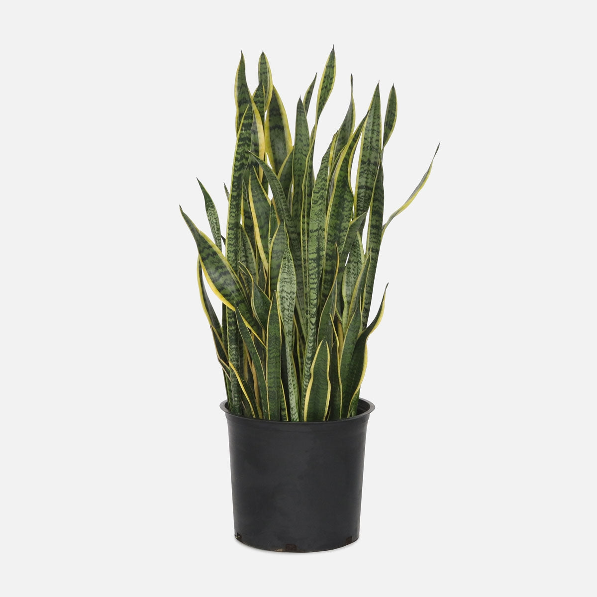 Sansevieria laurentii