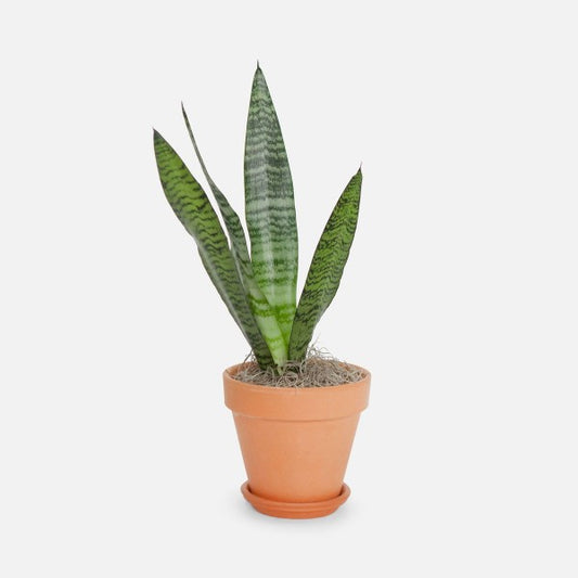 Sansevieria trif. 'Black Coral'