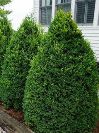 Buxus sempervirens 'Pyramidalis'