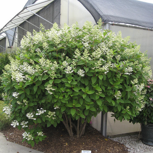 Hydrangea paniculata 'Quick Fire'