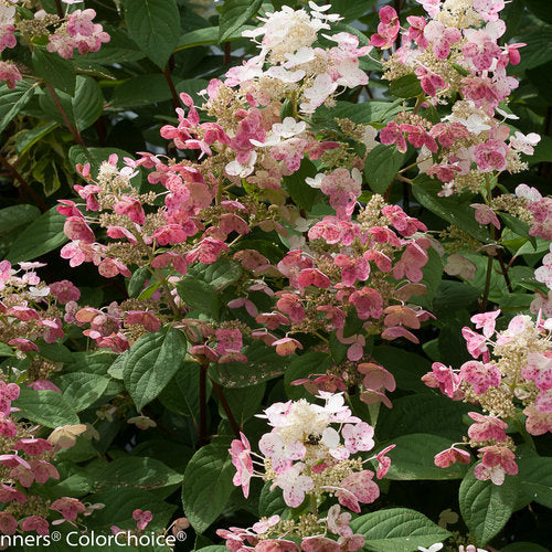 Hydrangea paniculata 'Quick Fire'