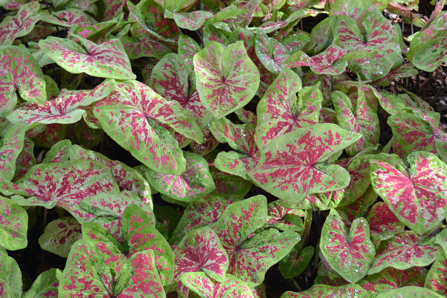 Angel Wings "Heart to Heart Series" (Caladium)