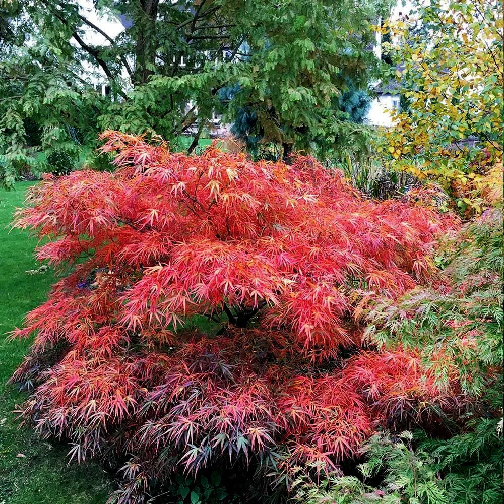 Acer palmatum 'Red Pygmy'