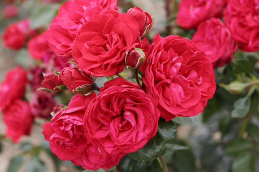 Rose, Climbing 'Crimson Sky' (Rosa)