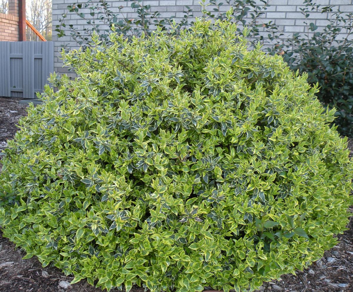 Abelia x grandiflora 'Radiance'