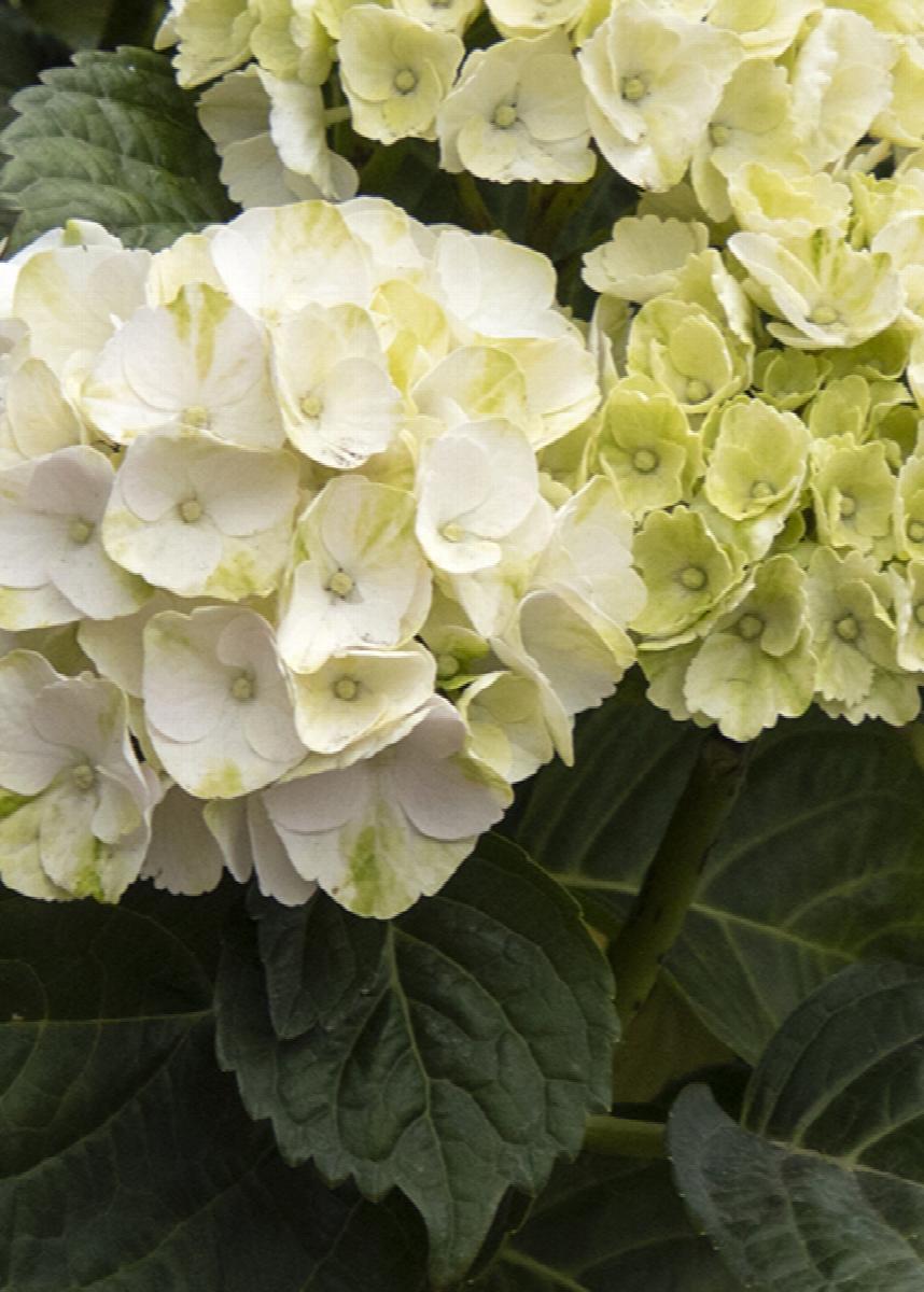 Hydrangea macrophylla 'Cape Lookout'