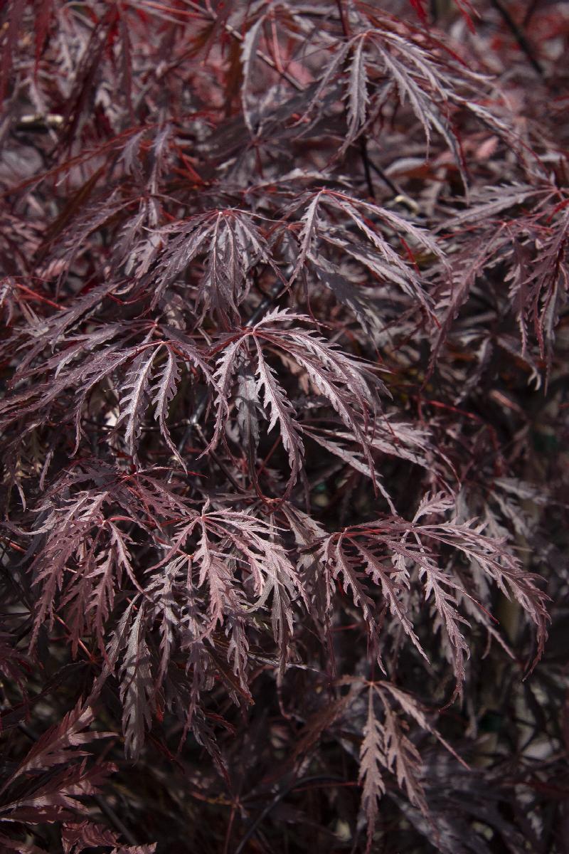 Acer palmatum var. dissectum 'Tamukeyama'