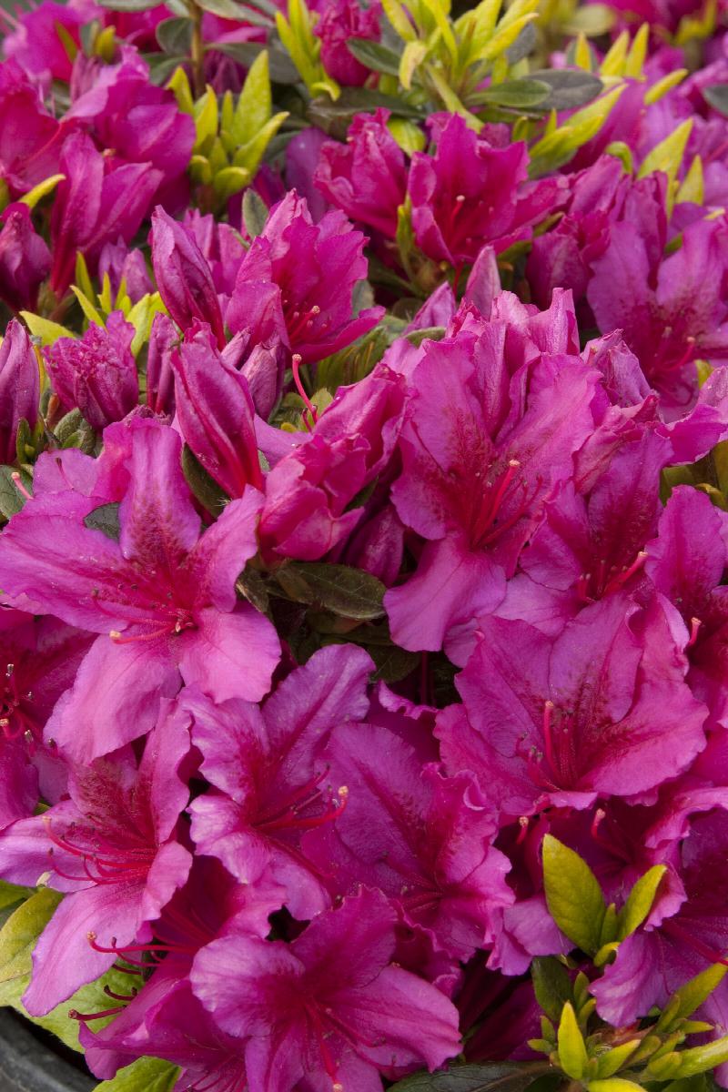 Azalea 'Girard's Purple'