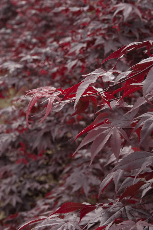 Acer palmatum 'Oshio-Beni'