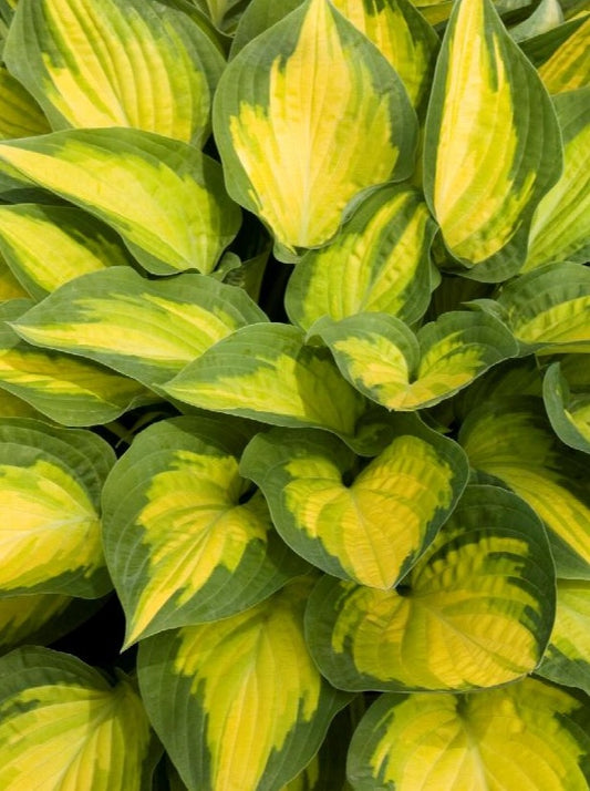 Plantain Lily 'Orange Marmalade' (Hosta)