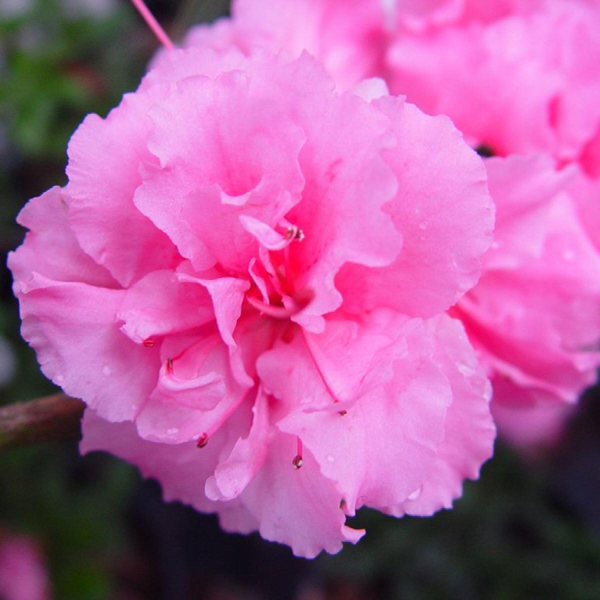 Azalea 'Bloom-a-Thon Double Pink'