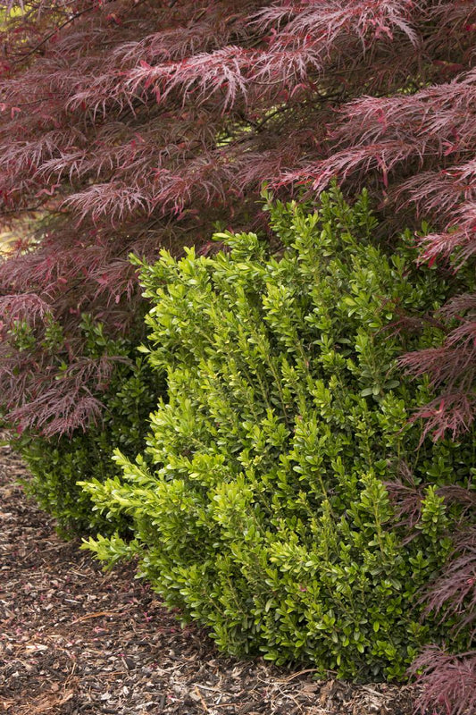 Buxus sinica var. insularis 'Wee Willie'