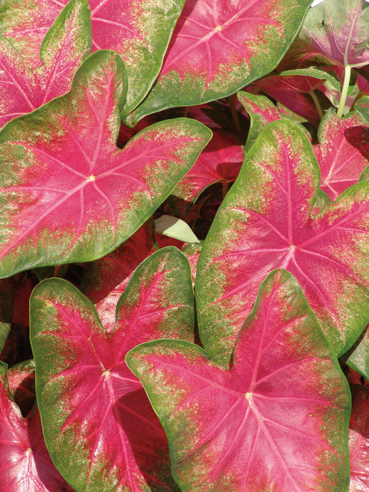 Angel Wings 'Rose Glow' (Caladium)
