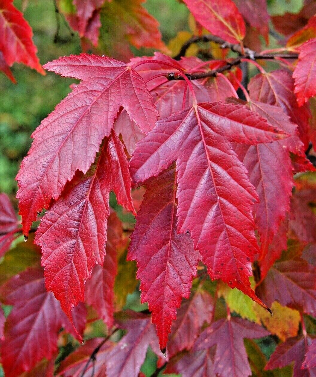 Acer ginnala 'Flame'