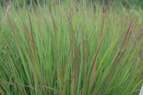 Andropogon gerardi 'Red October'