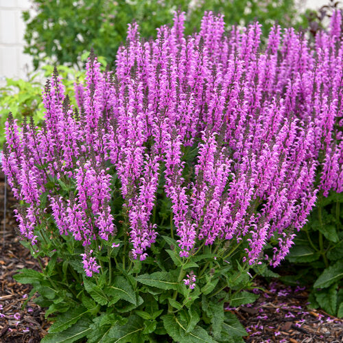 Sage, Woodland/ Meadow 'Back to the Fuchsia' Color Spires Series (Salvia)