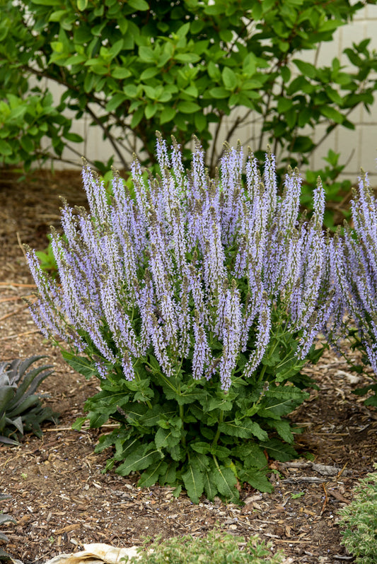Sage, Woodland/ Meadow Color Spires 'Crystal Blue' (Salvia)