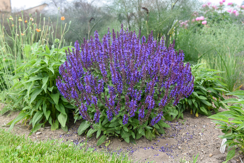 Sage, Woodland/ Meadow Dwarf 'Violet Profusion' (Salvia)