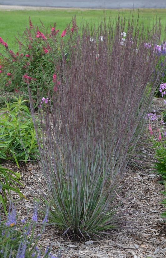 Grass, Little Bluestem 'Prairie Winds Blue Paradise' (Schizachyrium)