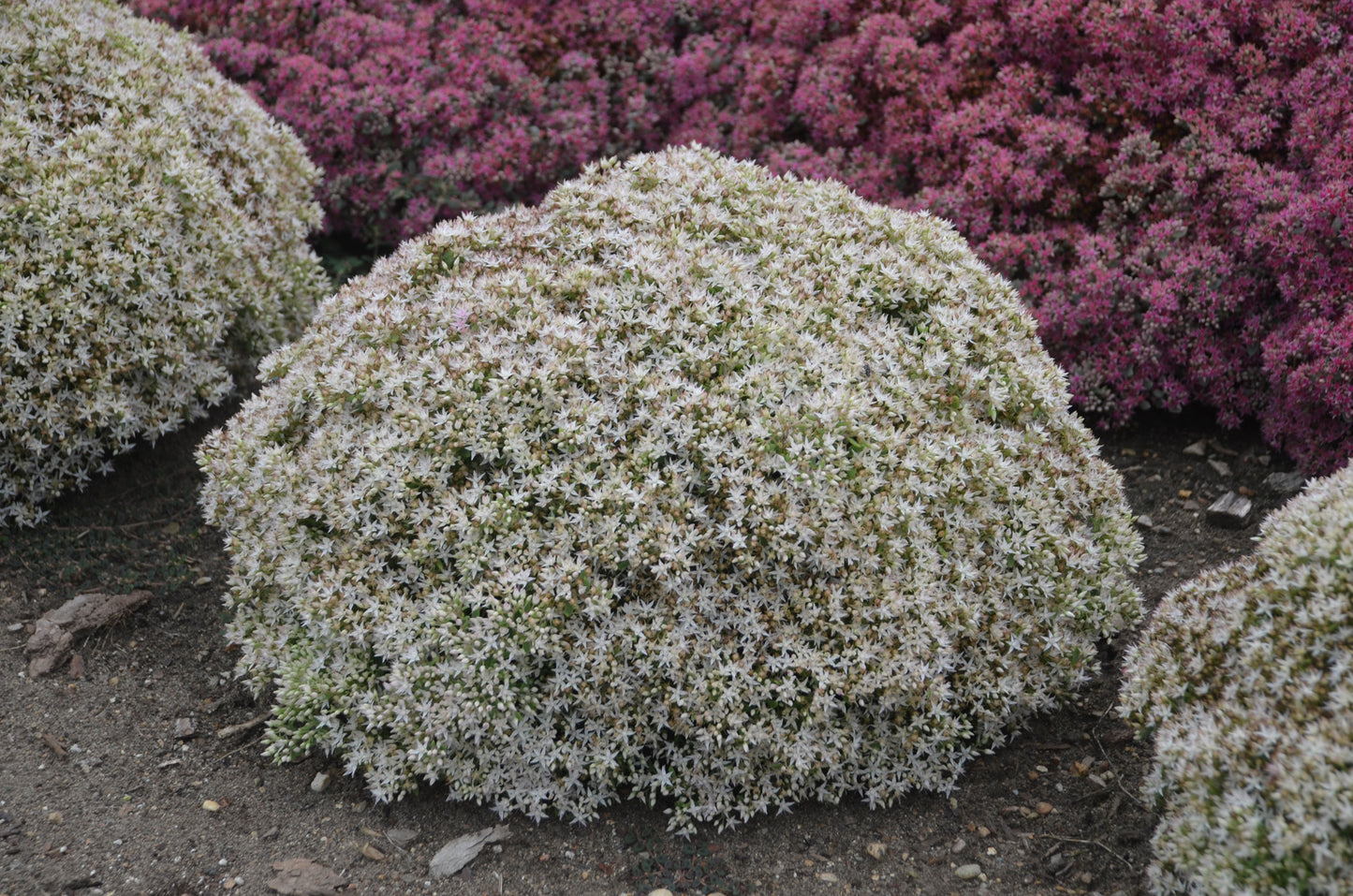 Stonecrop / Liveforever / Frog Bellies Rock N' Grow 'Bundle of Joy' (Hylotelephium)