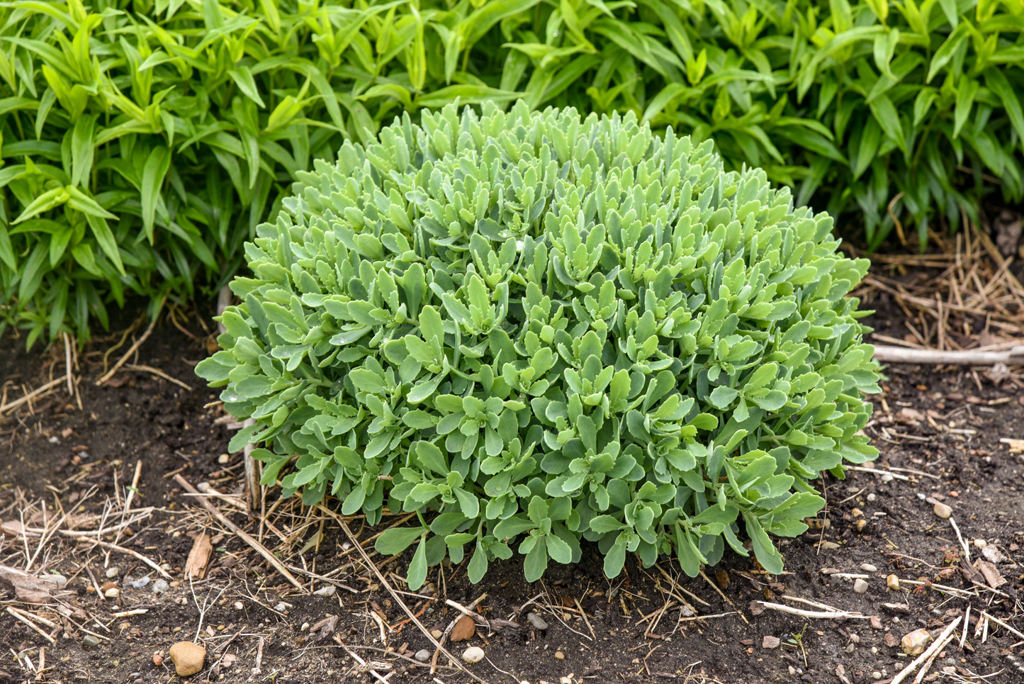 Sedum / Stonecrop, Rock 'N Joy 'Pure Joy' (Sedum)