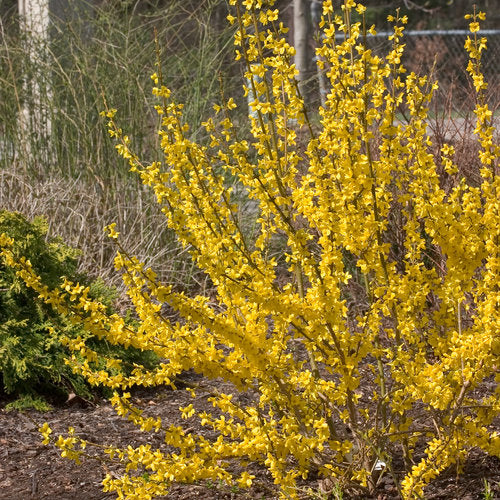 Forsythia x i. 'Show Off'