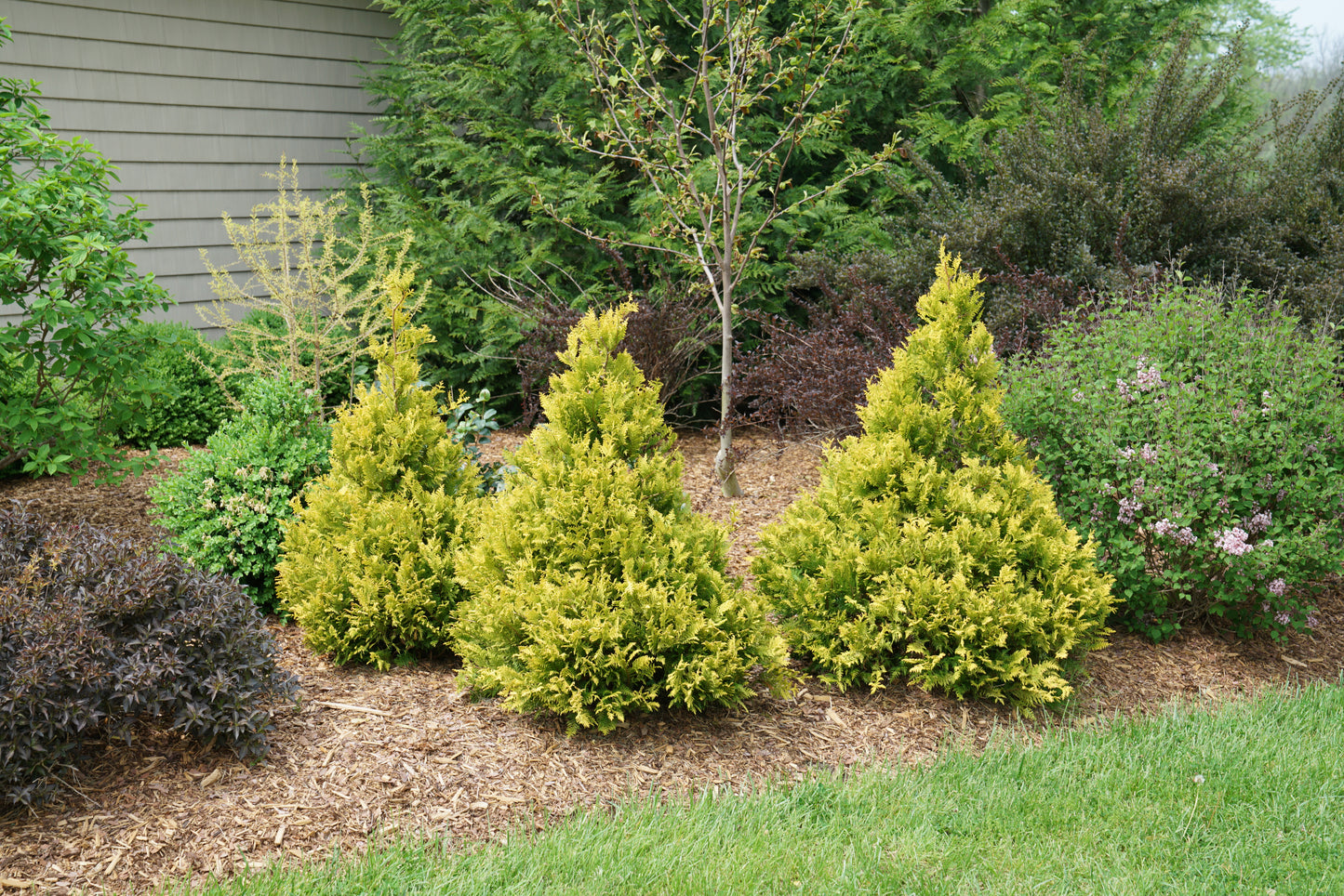 Falsecypress, Plume 'Soft Serve Gold Pyramid' (Chamaecyparis)