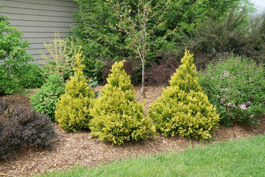 Falsecypress, Plume 'Soft Serve Gold Pyramid' (Chamaecyparis)