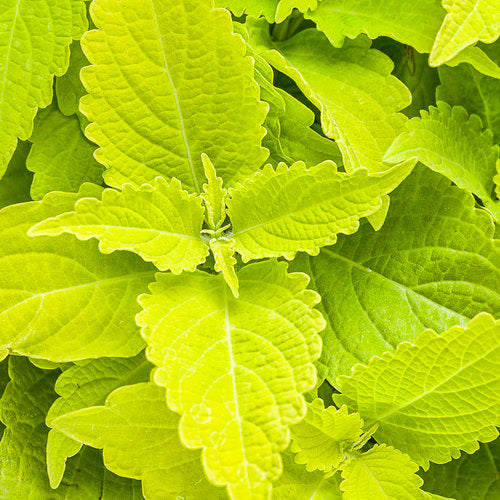 Coleus, Shade Tolerant Varieties (Plectranthus)