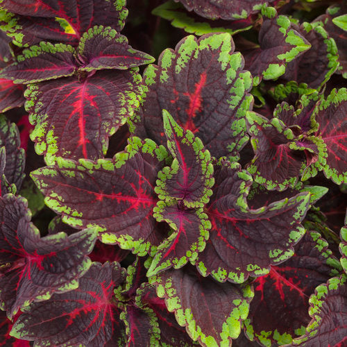 Coleus, Shade Tolerant Varieties (Plectranthus)