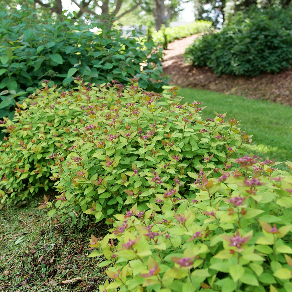 Spirea / Meadowsweet, Japanese 'Double Play Dolly' (Spiraea)