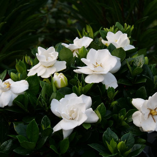 Gardenia jasminoides 'Steady As She Goes'