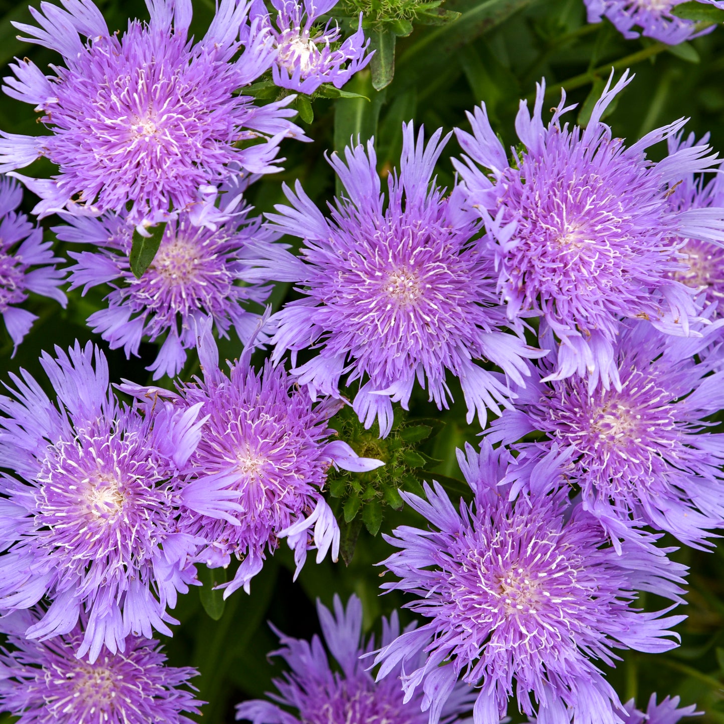Stokes' Aster Totally Stoked 'Riptide' (Stokesia)