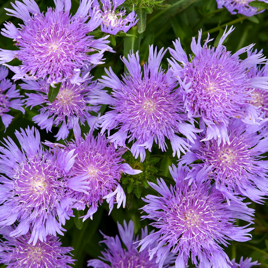Stokes' Aster Totally Stoked 'Riptide' (Stokesia)
