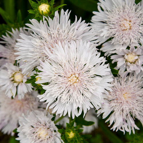 Stokes' Aster Totally Stoked 'Whitecaps' (Stokesia)