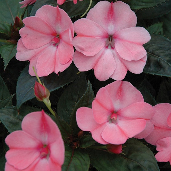 Impatiens x hybrida