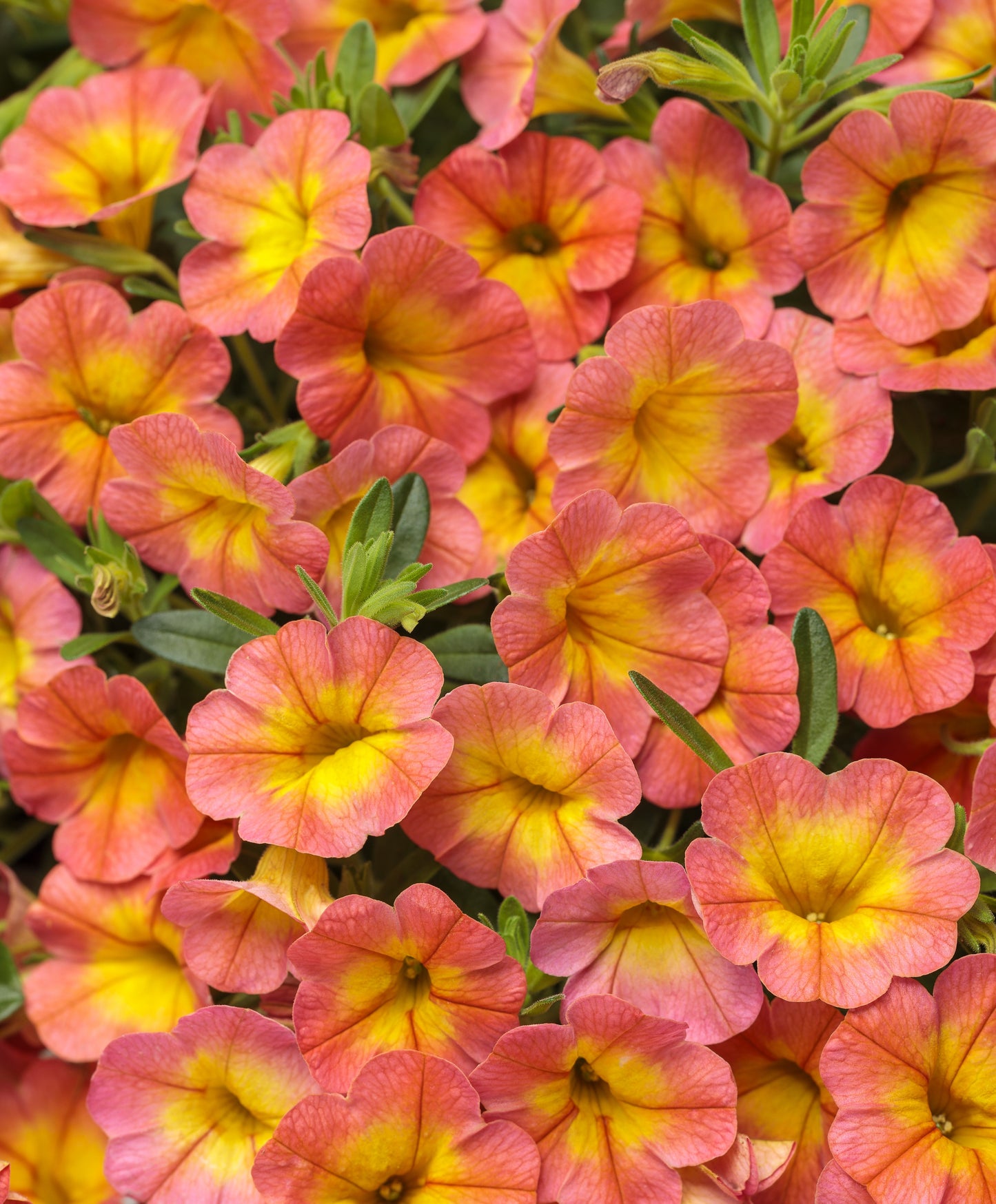 Million Bells, Superbells (Calibrachoa)