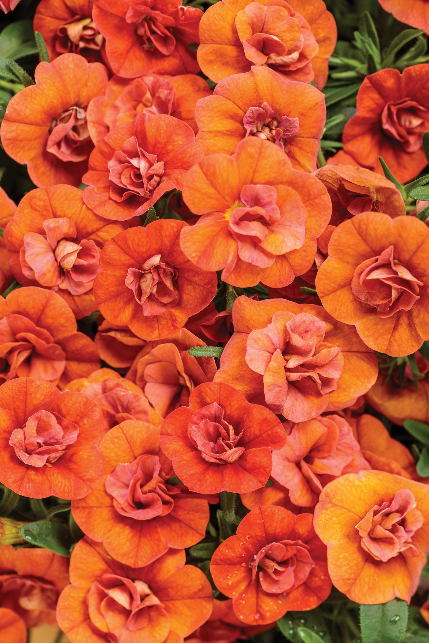 Million Bells, Superbells (Calibrachoa)