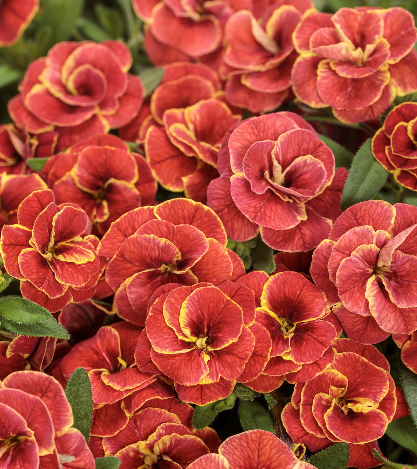 Million Bells, Superbells (Calibrachoa)