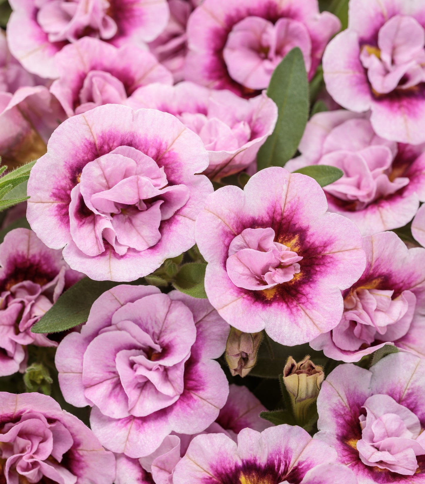 Million Bells, Superbells (Calibrachoa)