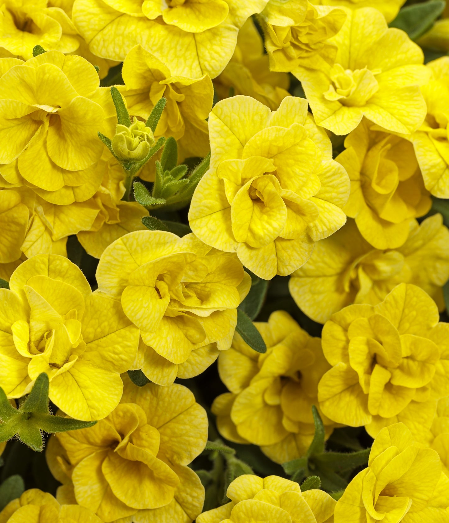 Million Bells, Superbells (Calibrachoa)